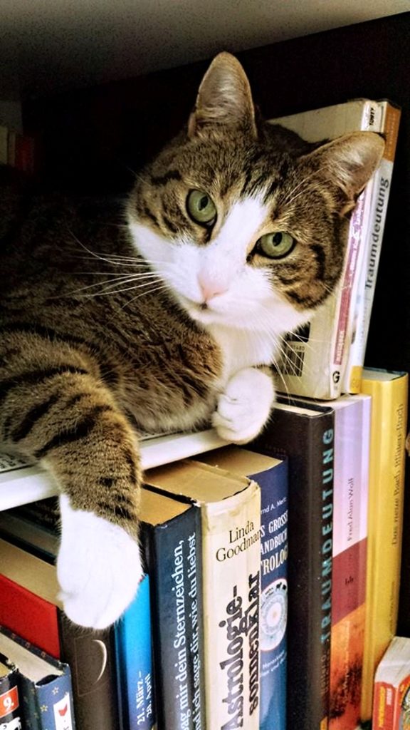 Image of a cat (the wise librarian)